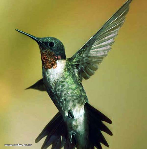 marcos antonio carneiro da silva